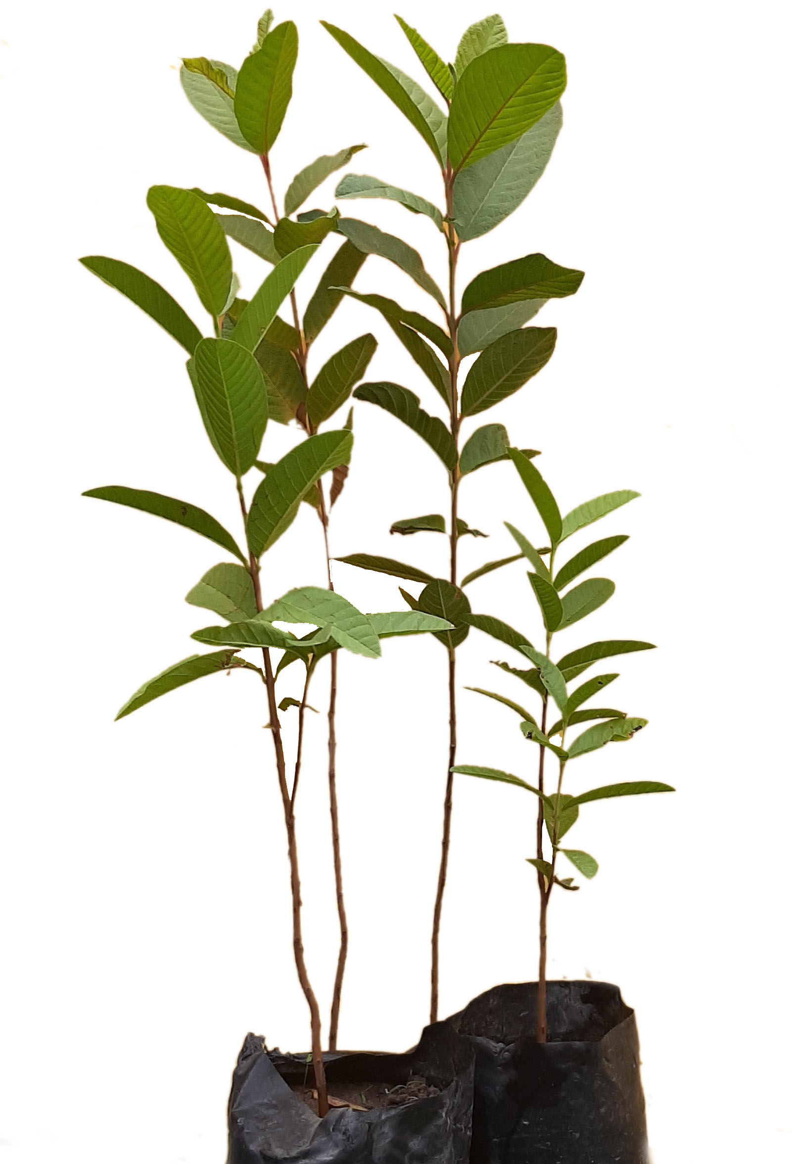 Guava spanish RADA Agrimart